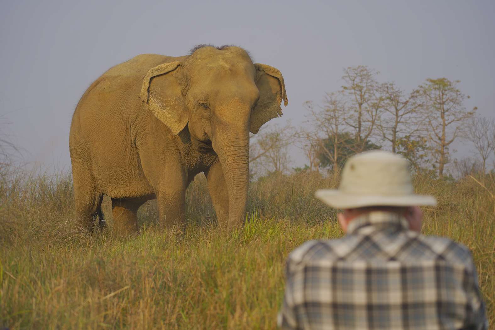 Elephant in grassland