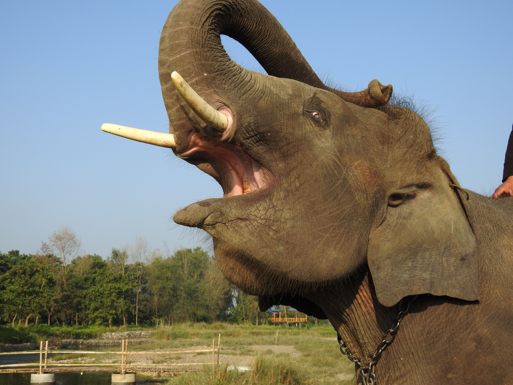 Samrat Gaj the Elephant