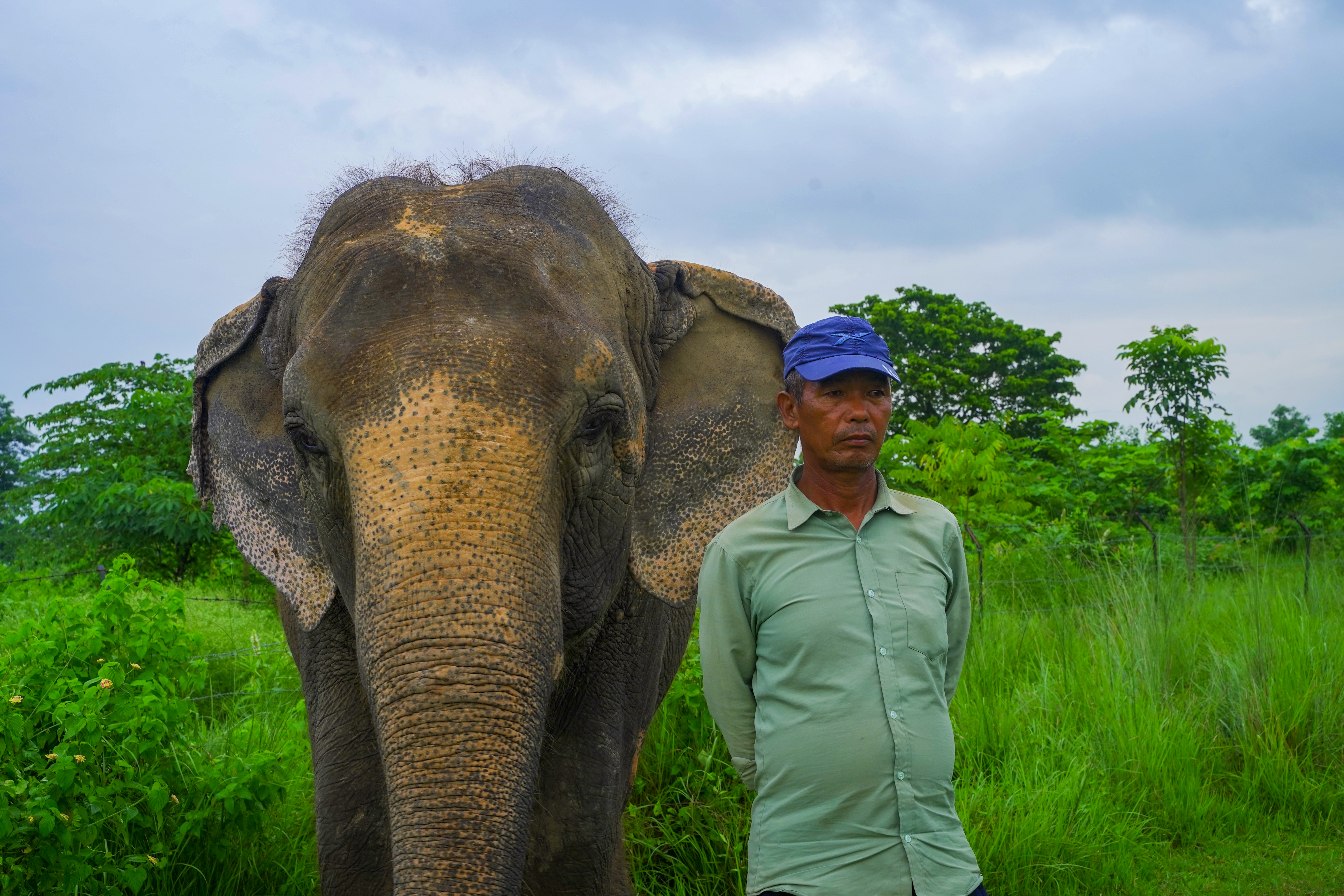 Champa Kali the Elephant