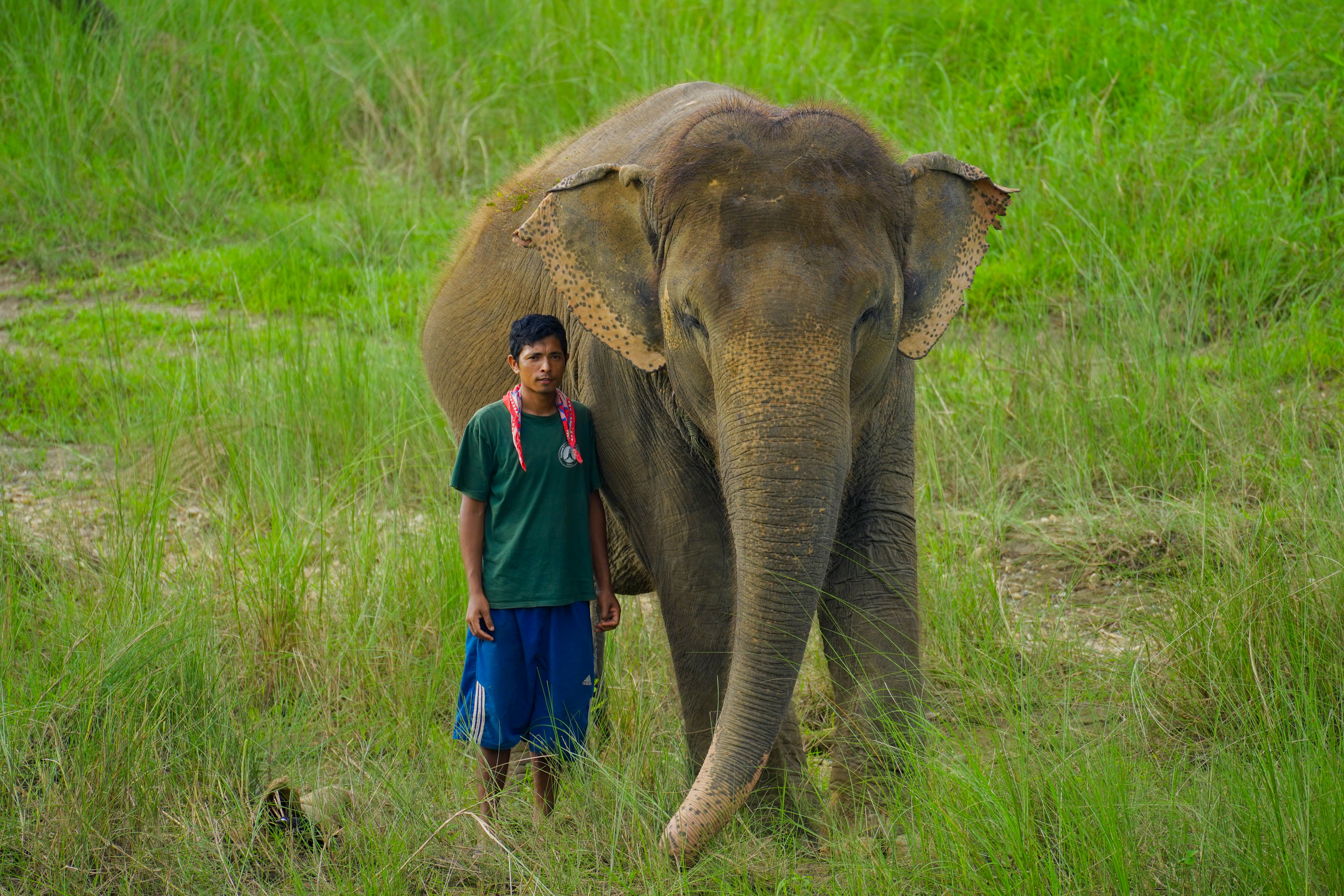 Chanchal Kali the Elephant