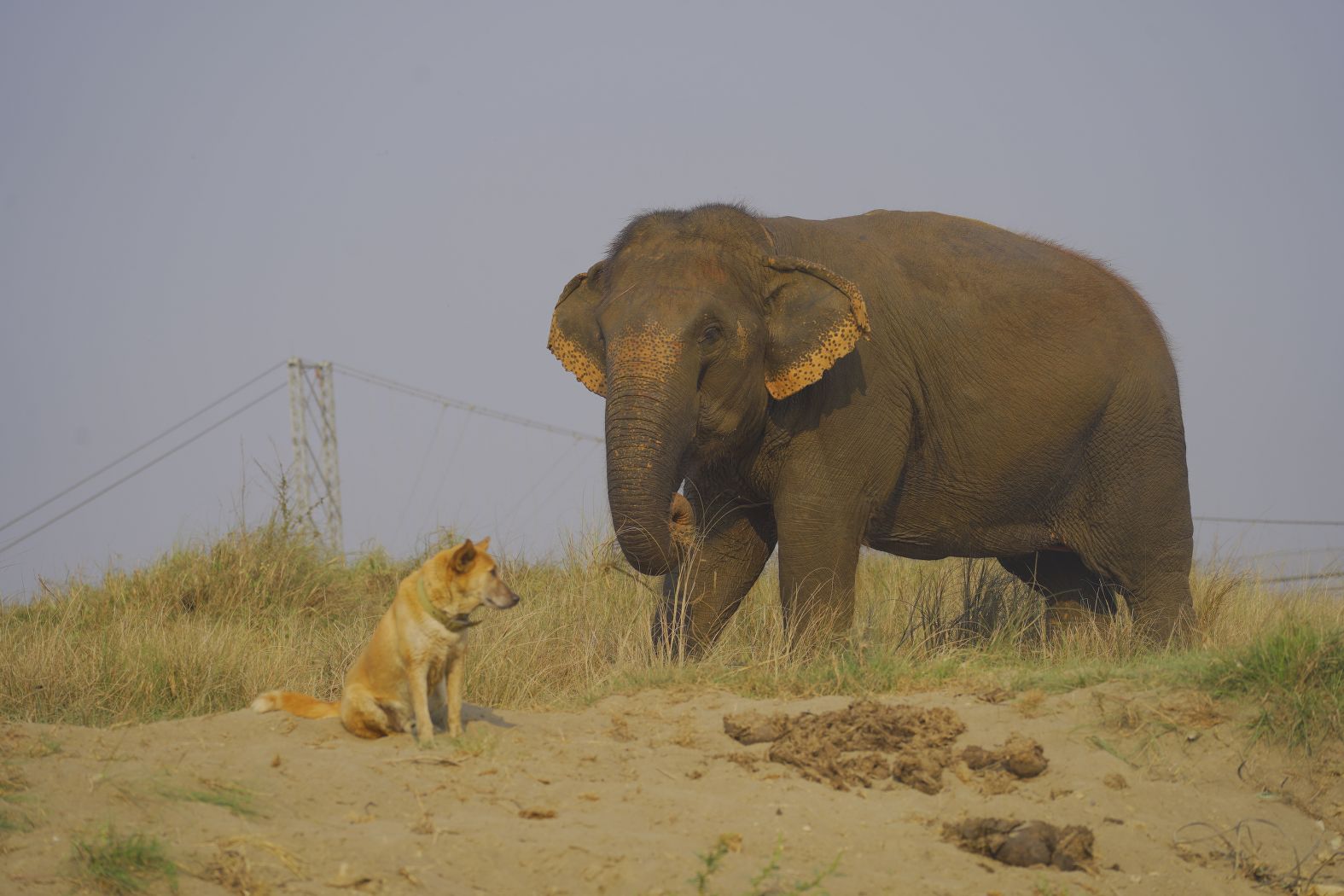 Mother and calf, morning mist