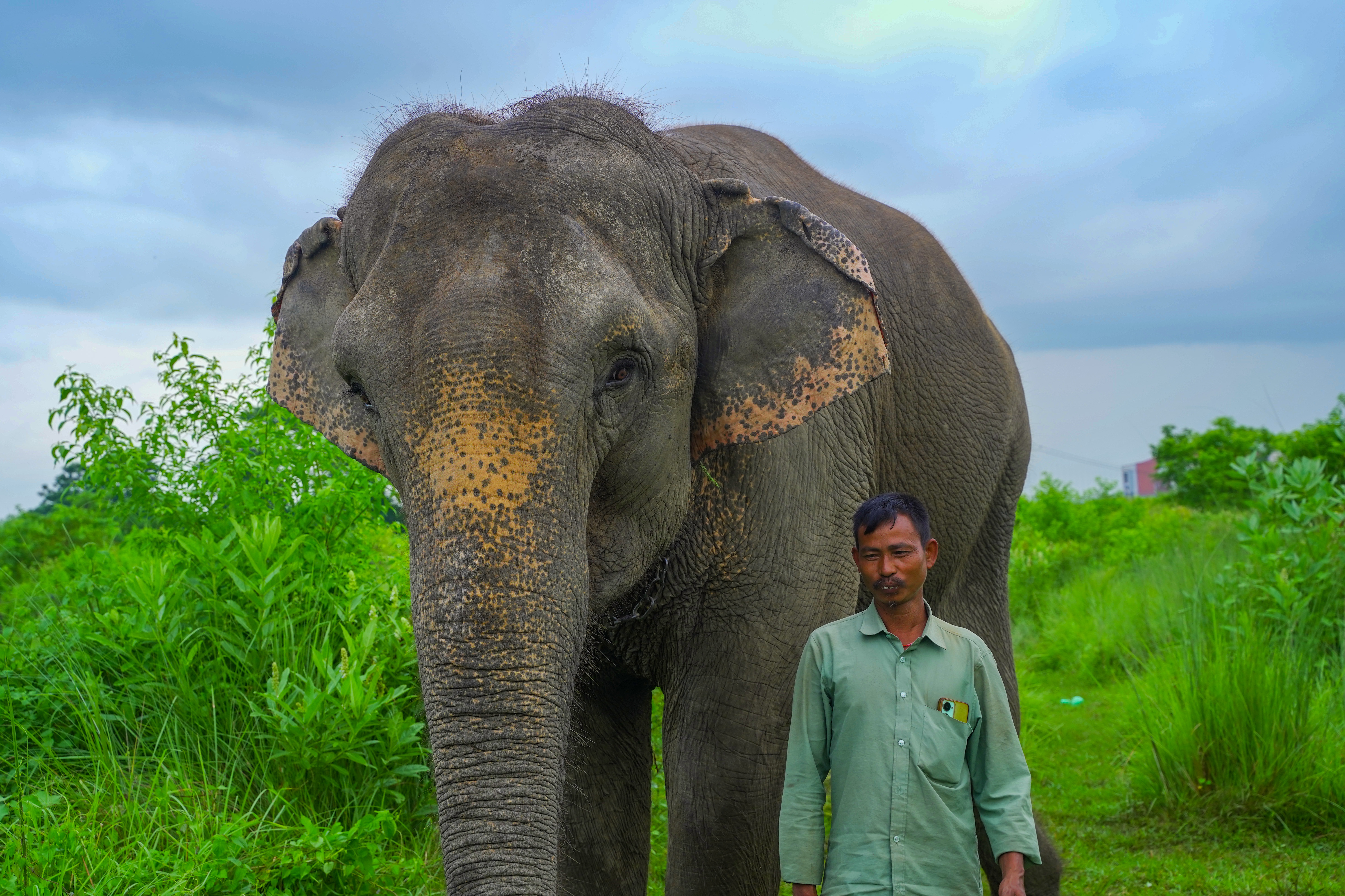 Maya Kali the Elephant