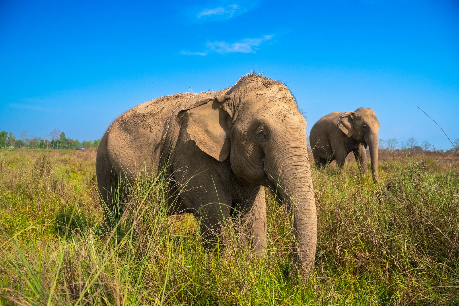 Jungle Walk with Elephants