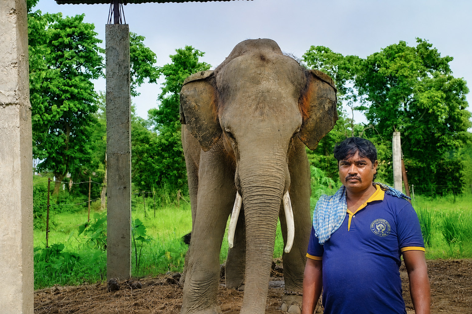 Samrat Gaj the Elephant