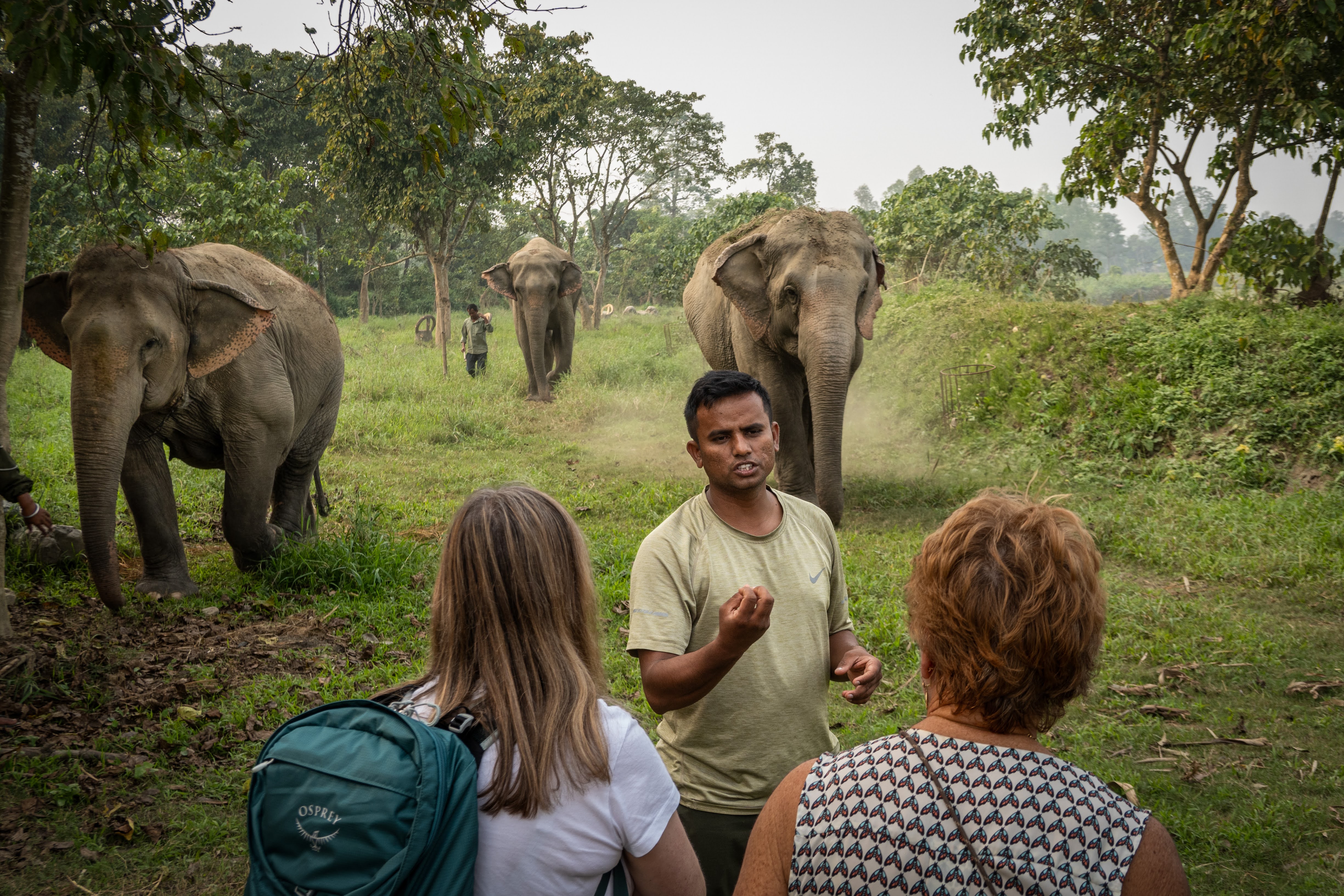Jungle Walk with Elephants
