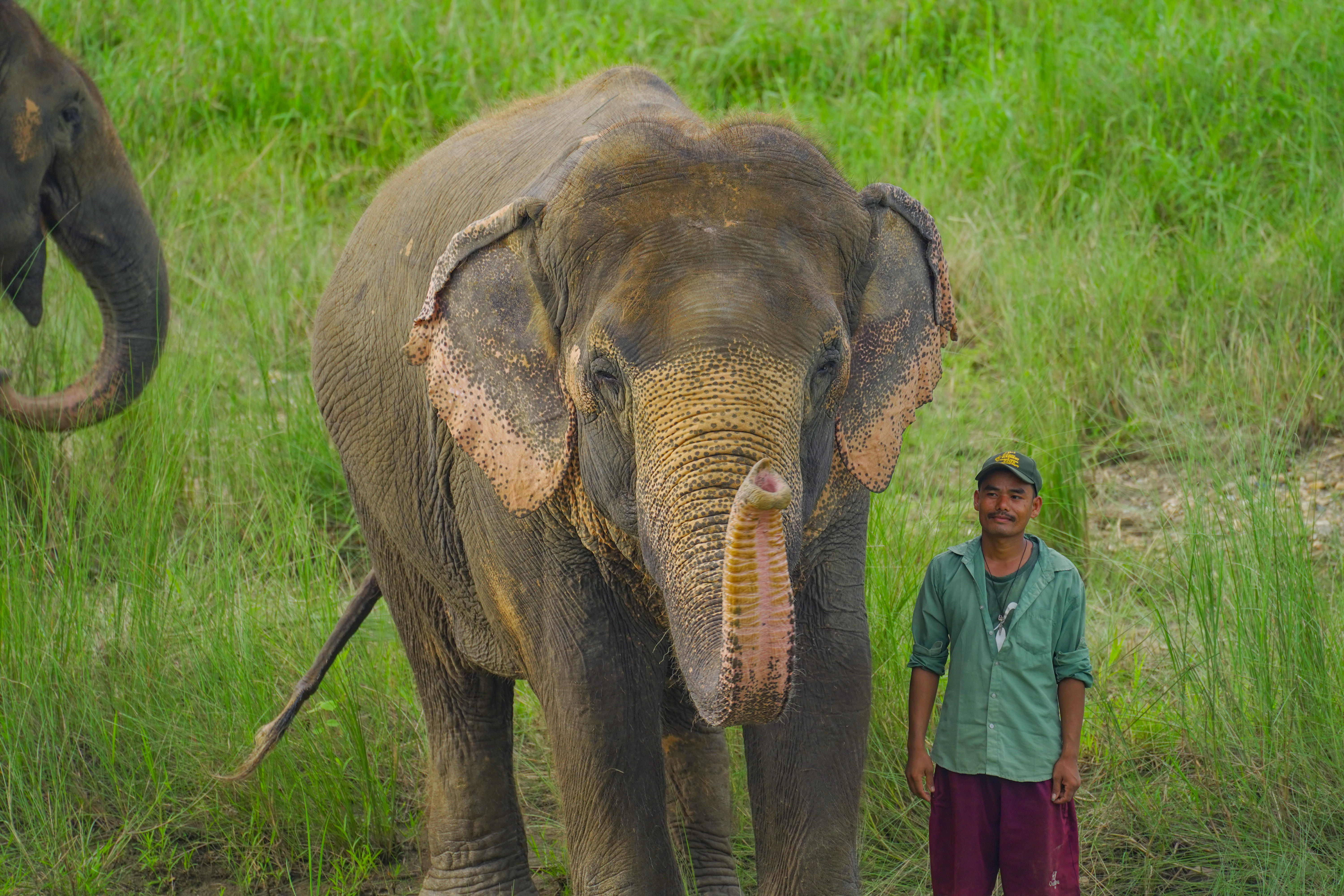 Srijana Kali the Elephant