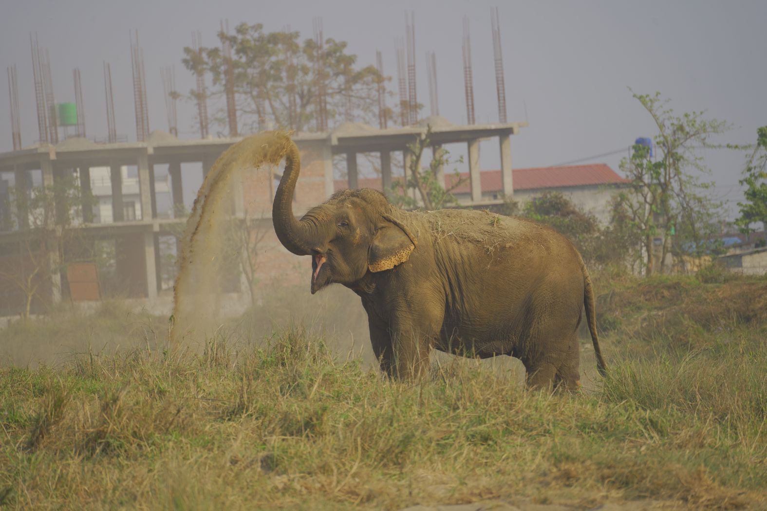 Majestic tusker at dusk